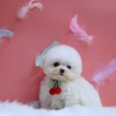 러블리캣독 의정부고양이분양 강아지분양 | 의정부강아지분양 신중하게 알아봤어요 믿음직한 곳 찾은 후기