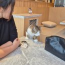 강남 이색 실내데이트 고양이 카페 모카 내돈내산 솔직후기