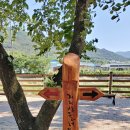 가왕 송흥록 이미지