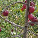 명훈농장 이미지