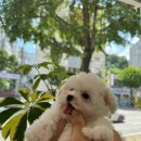 광주강아지분양 마마스미독 24시 광주봉선점 이미지