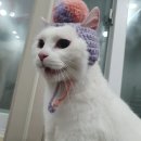 고양이 미용& 호텔 우연히, 캣 네이버블로그