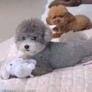 착한강아지 이미지