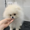 토브네 펫살롱 이미지