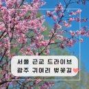 서울 근교 벚꽃 명소 : 경기도 광주 귀여리 벚꽃길, 팔당 물안개 공원 드라이브 하기 좋아!