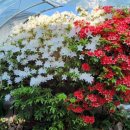 배미자농장 이미지