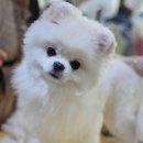 솜이 펫살롱 이미지