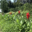 메밀꽃막국수 이미지