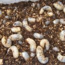 협동농장 이미지