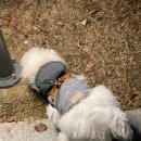 우리집코코 이미지