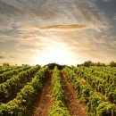 하늘누에 이미지