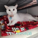 Pro켄넬 | [전발치일기#1] 구내염 고양이 결국은 전발치 : 고양이 전발치 후기