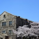 안산 벚꽃길,홍제천 걷기 사진 이미지