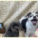 딩펫 펫살롱 보람점 | 평택애견미용 사랑스러운 우리 아이를 맡기고 온 스파펫살롱 후기
