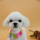 팡앤뭉치 이미지