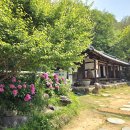 [사진] 뿌리칠 수 없는 작약의 아름다움, 구례 쌍산재 이미지