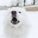 위즈동물병원 이미지