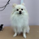 미용하개 이미지