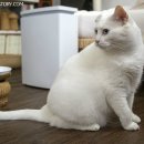 엄니밥줘 이미지