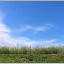함안2(부산)
