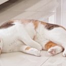 야옹아 멍멍해봐 상무점 이미지