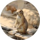 여우와늑대 | [과천] 서울대공원 동물원②ㅣ제1아프리카관 관람후기(+동물원 구역별 동물 및 운영시간)