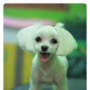 쁘띠 펫 살롱 이미지