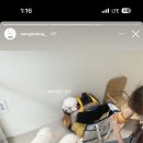 송댕송댕 이미지