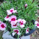 에그리나 이미지