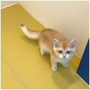 행복한강아지와고양이 이미지