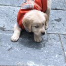 행운동물병원 이미지