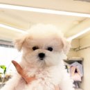 퍼피힐 강아지분양 이미지