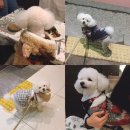 펫 파라다이스(pet paradise) 이미지