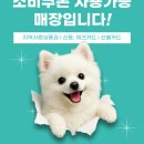 뽀송 애견미용 | 대구 동구 민생지원금으로 애견미용 한 후기