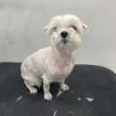 Re Pet 애견샵 이미지