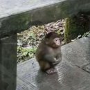 굶어숭져야죠뭐..