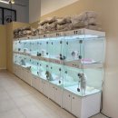 왓츠멍 남양주 강아지분양 이미지