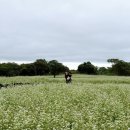 농촌메밀막국수 이미지