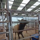 엘크사슴 이미지