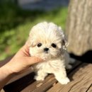 강서고양이분양 나비캣 | 강서강아지분양 신중하게 결정하는 똑똑한 당신을 위한 가이드