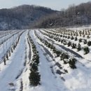 유계리 농장 이미지