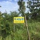 장산국수 Daum카페