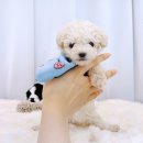 라이프독 용인점 강아지고양이 이미지