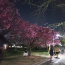 힐링보태니컬아트 | 4월 오사카여행 팀랩 보태니컬 가든 오사카 전시 다녀온 후기