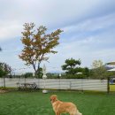 38.5DOG | 충북 청주 대형견 소형견 잔디밭 수영장 구비된 애견카페 38.5 도그