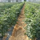 경운농장 이미지