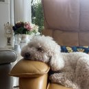 그루미뇽 이미지