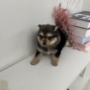 강아지꿈 | 일산강아지무료분양 폼스키 입양 후기! 꿈꾸던 반려견을 만난 하루