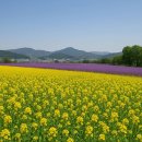 영천체육공원 | 소문난 그곳, 직접 가봤더니... 영천 보라유채꽃 실화임?