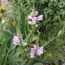 강아지풀 이미지